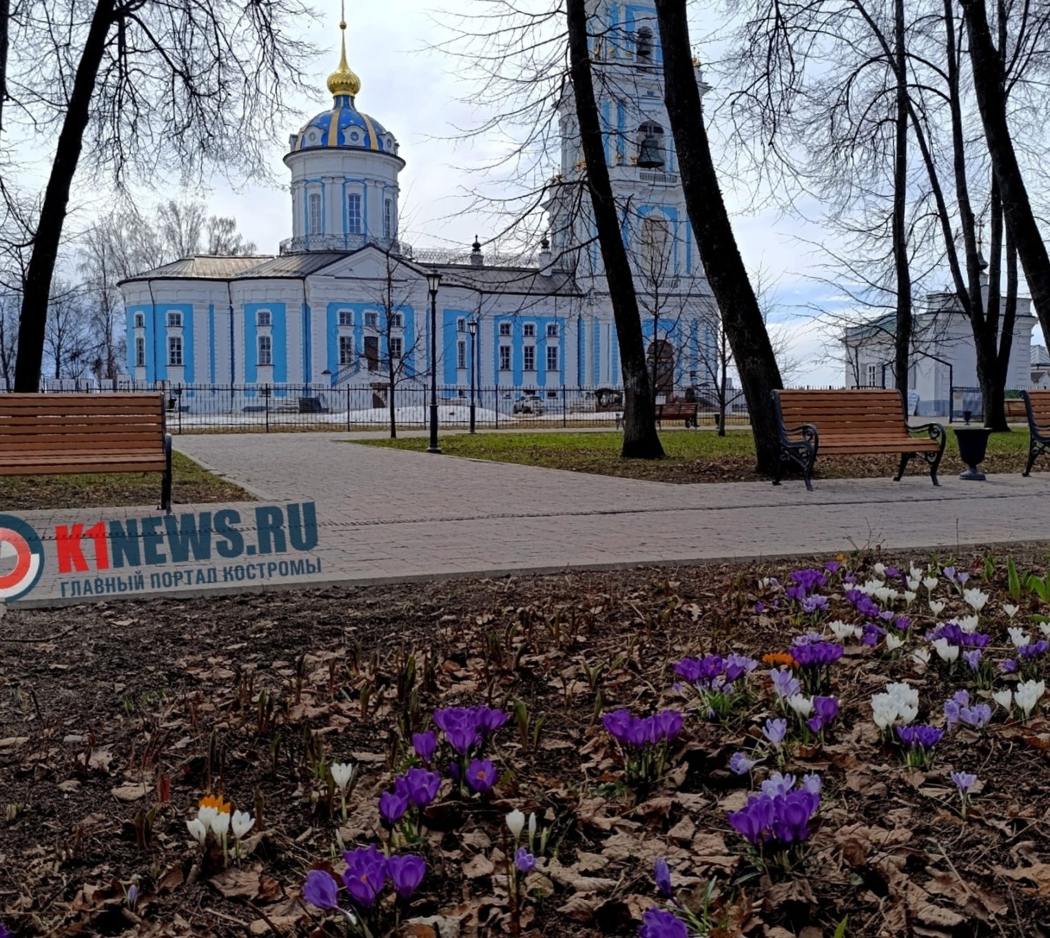 Спеши, пока не отцвели: рассказываем, где увидеть красивейшие крокусы в Костроме