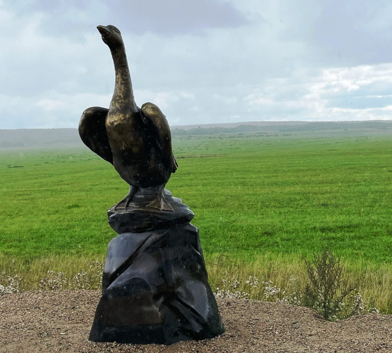 В Кологриве Костромской области пришили голову гусю — и он как новенький