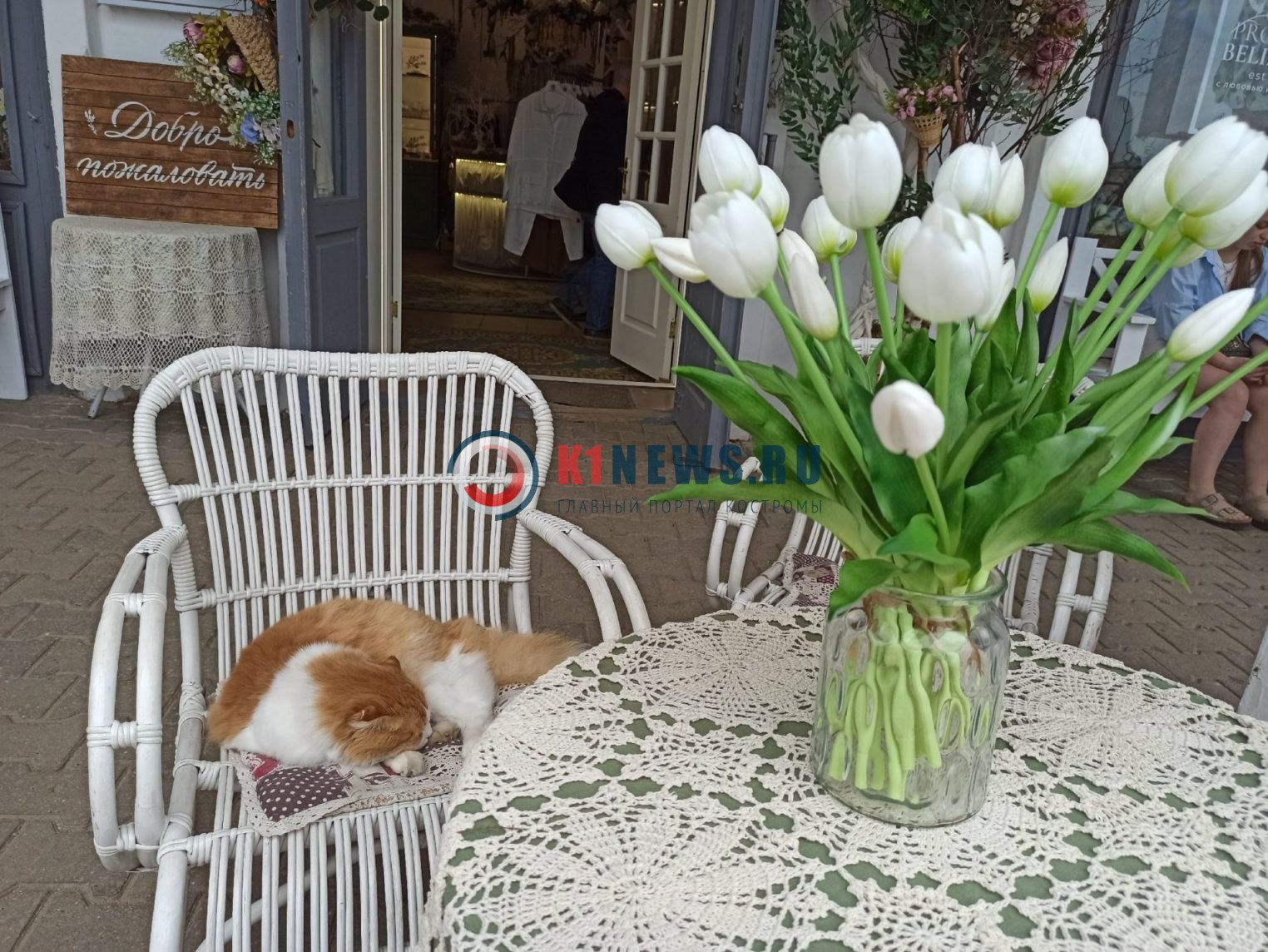 Знаменитый костромской котик Марсель попросит его больше не трогать!