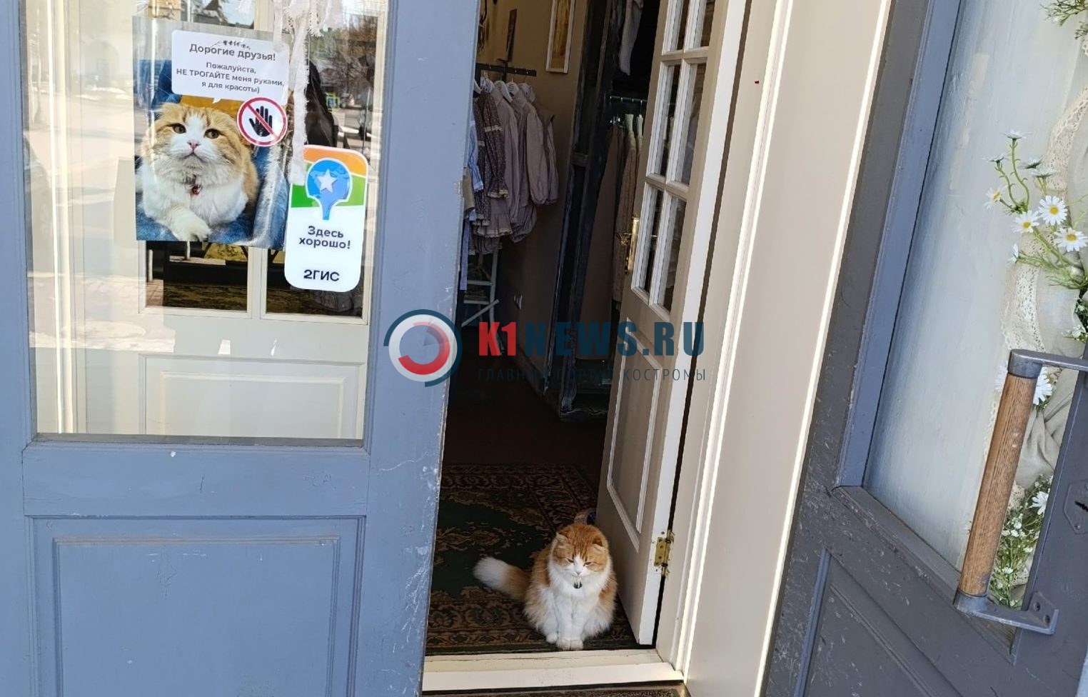 Знаменитый костромской котик Марсель попросит его больше не трогать!