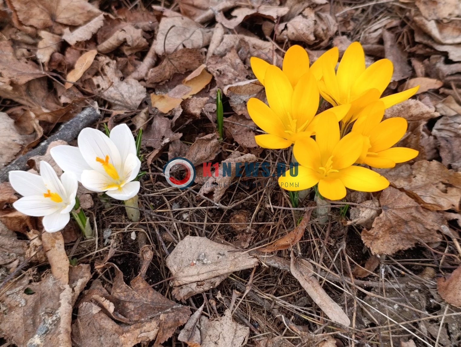 Спеши, пока не отцвели: рассказываем, где увидеть красивейшие крокусы в Костроме