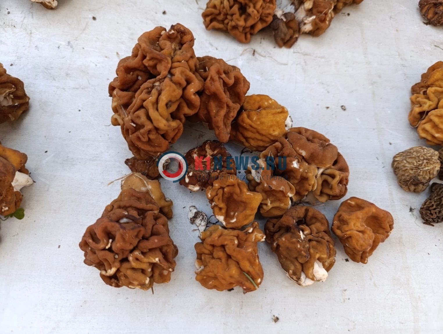 Сколько стоят страшные грибы на Центральном рынке Костромы?