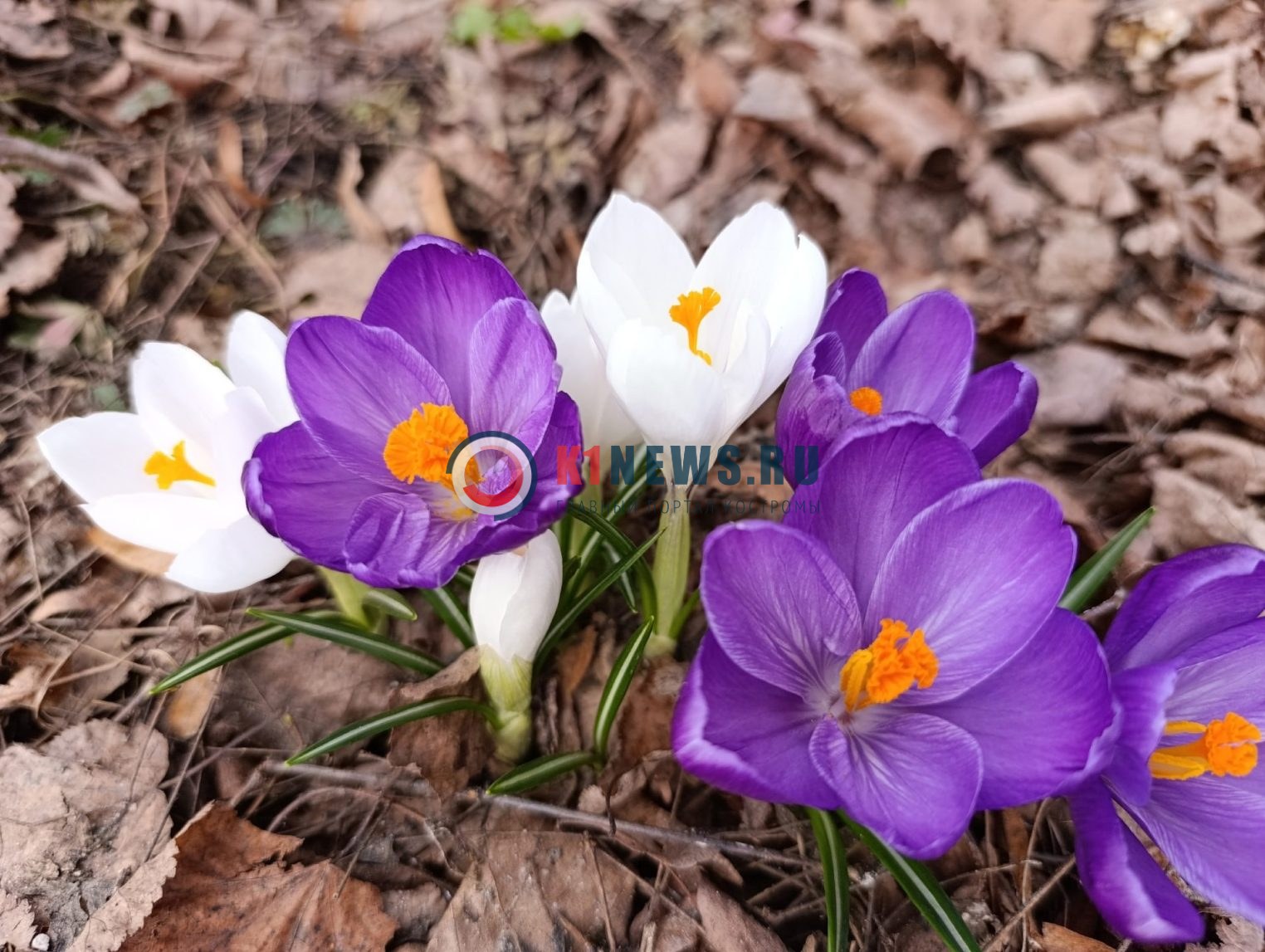 Спеши, пока не отцвели: рассказываем, где увидеть красивейшие крокусы в Костроме