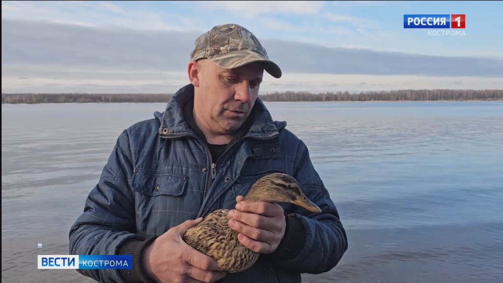 Самую привлекательную подсадную утку выбрали в Костромской области