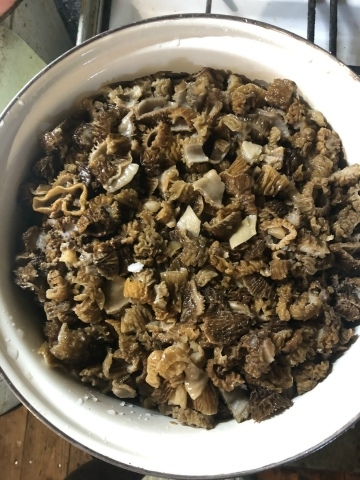 Костромичи вовсю готовят угощение из эльфовых чаш и других весенних грибов