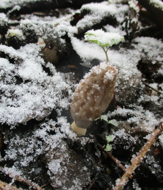 Костромичи вовсю готовят угощение из эльфовых чаш и других весенних грибов