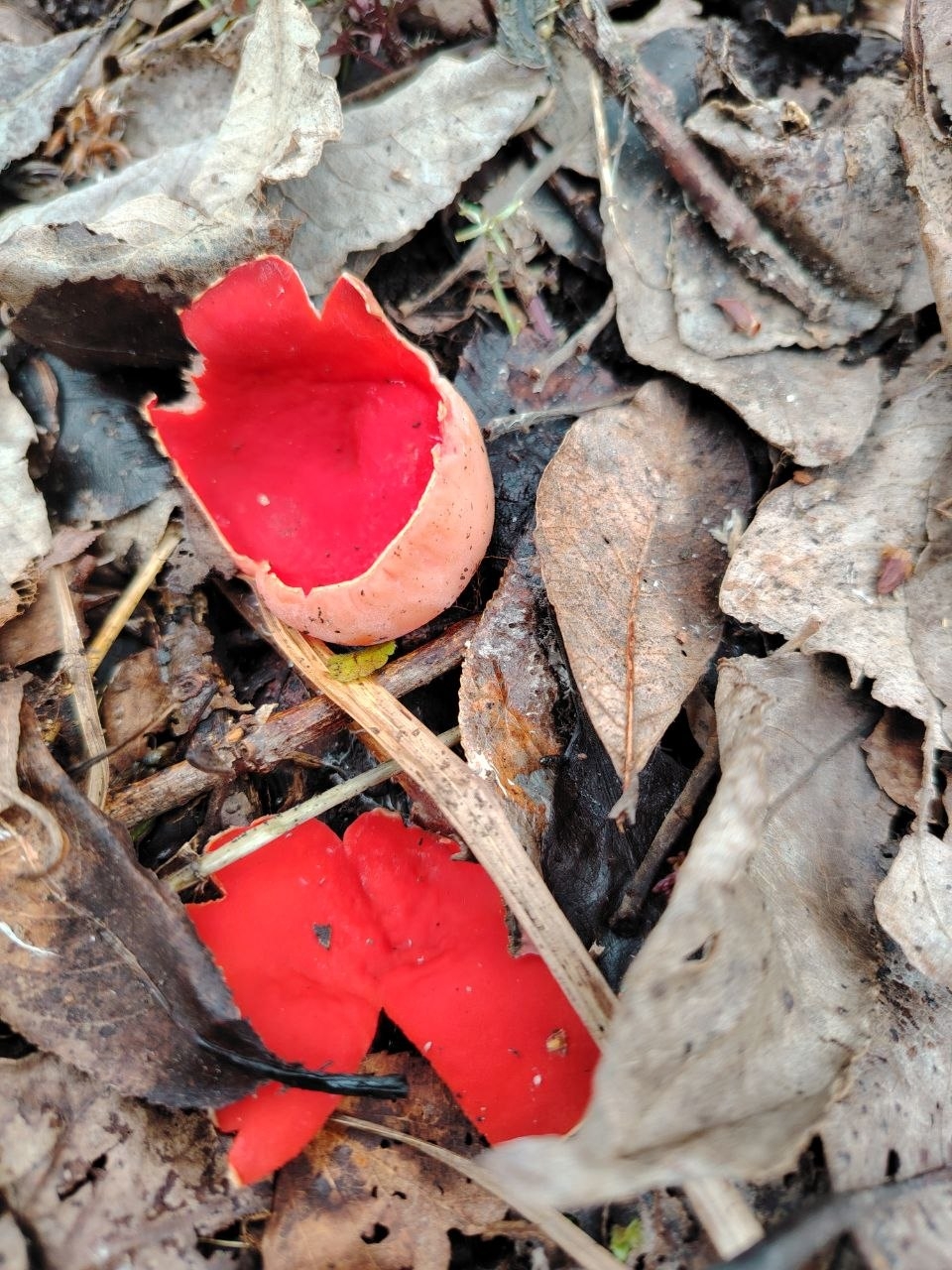 Костромичи вовсю готовят угощение из эльфовых чаш и других весенних грибов