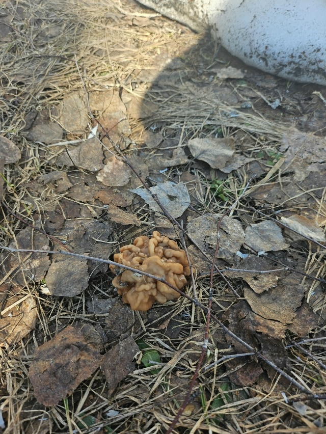 Костромичи вовсю готовят угощение из эльфовых чаш и других весенних грибов