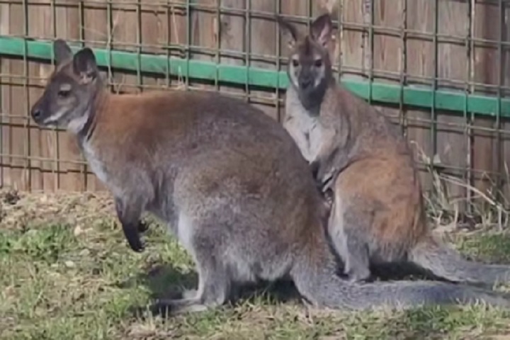 Украденный в детстве из зоопарка кенгуру Крош стал отцом в Костроме