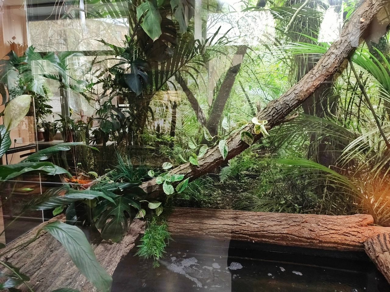 Кусочек родины организовали для каймана в Костромском экзотариуме