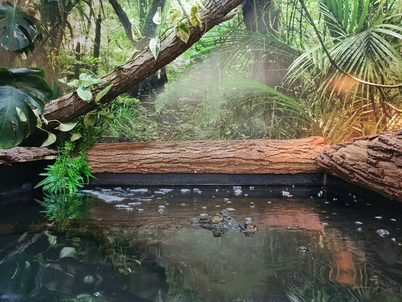 Кусочек родины организовали для каймана в Костромском экзотариуме
