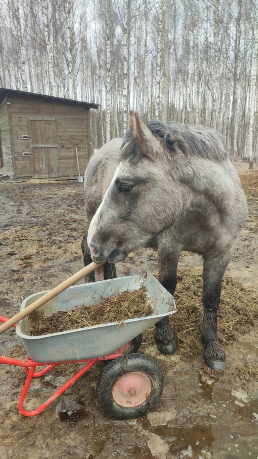 Спасённый от убоя костромской конь Кофеёчек снова борется за жизнь