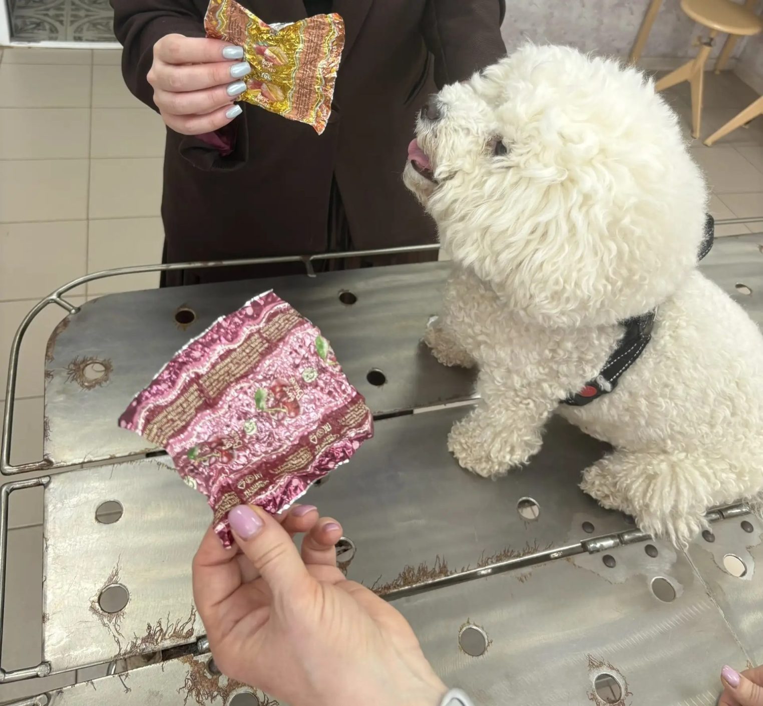 В Костромской области чуть не умерла собака, объевшаяся токсичным шоколадом