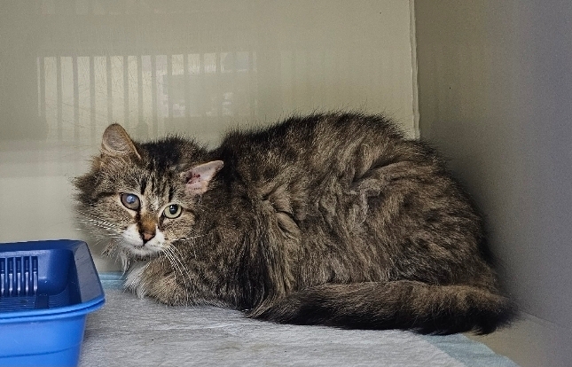 История о том, как костромской Котарине помогли выжить