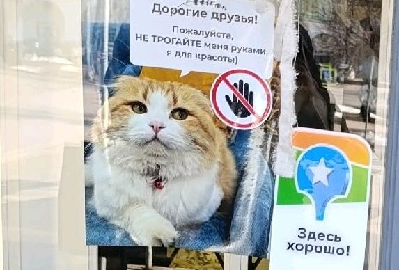 Знаменитый костромской котик Марсель попросит его больше не трогать!