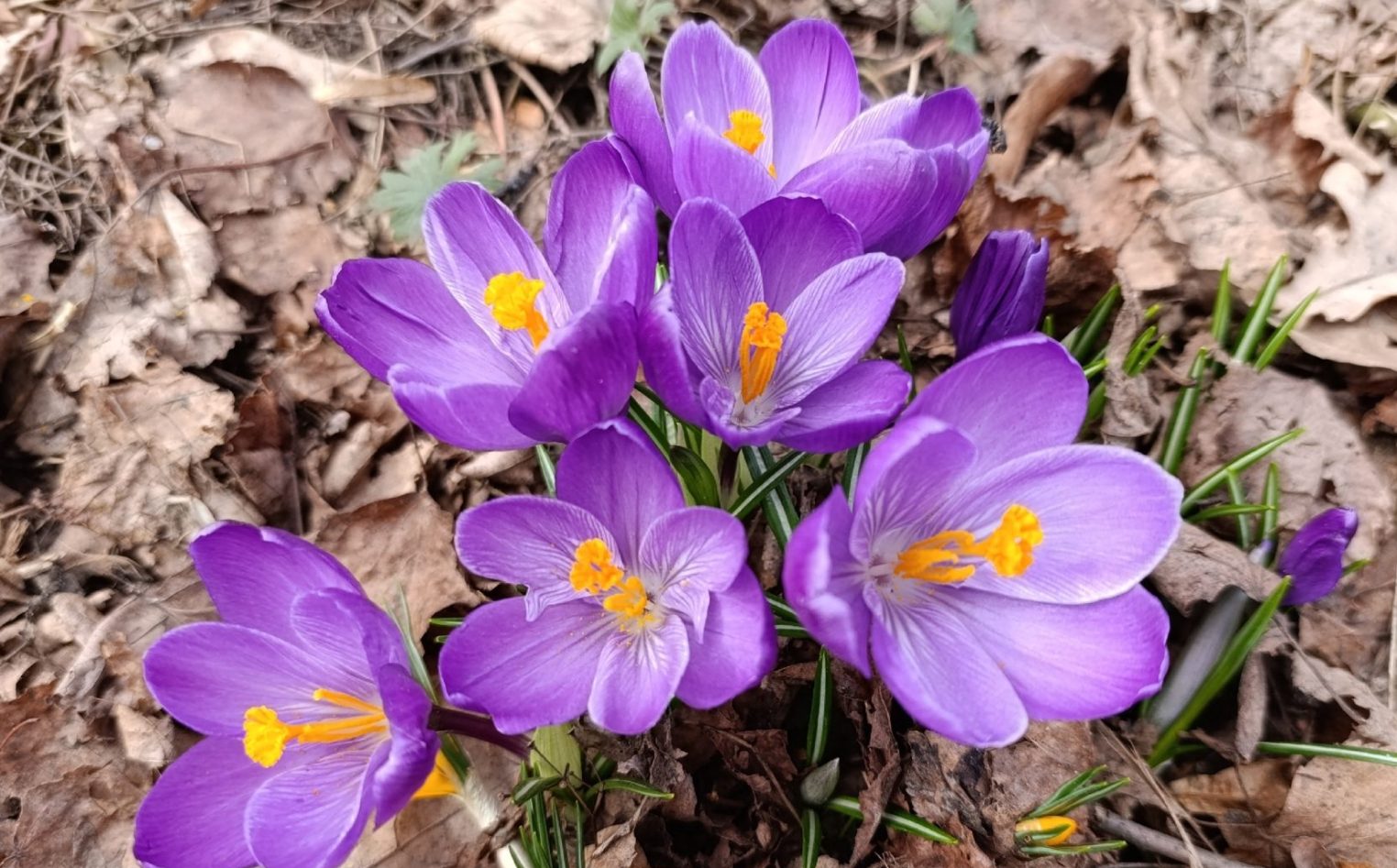 Спеши, пока не отцвели: рассказываем, где увидеть красивейшие крокусы в Костроме