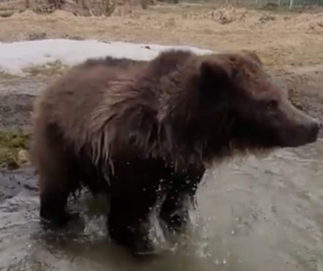 Милота: мишка косолапый хулиганит в бассейне костромского зоопарка