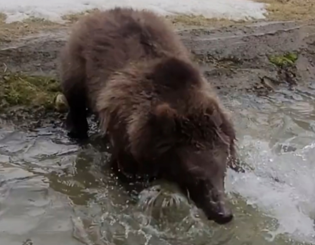 Милота: мишка косолапый хулиганит в бассейне костромского зоопарка