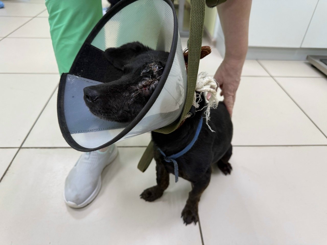 Костромич спас умирающую собаку с тяжелой травмой глаза