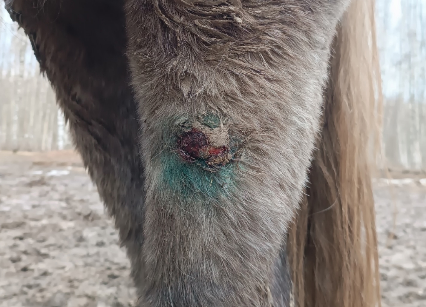 Спасённый от убоя костромской конь Кофеёчек снова борется за жизнь