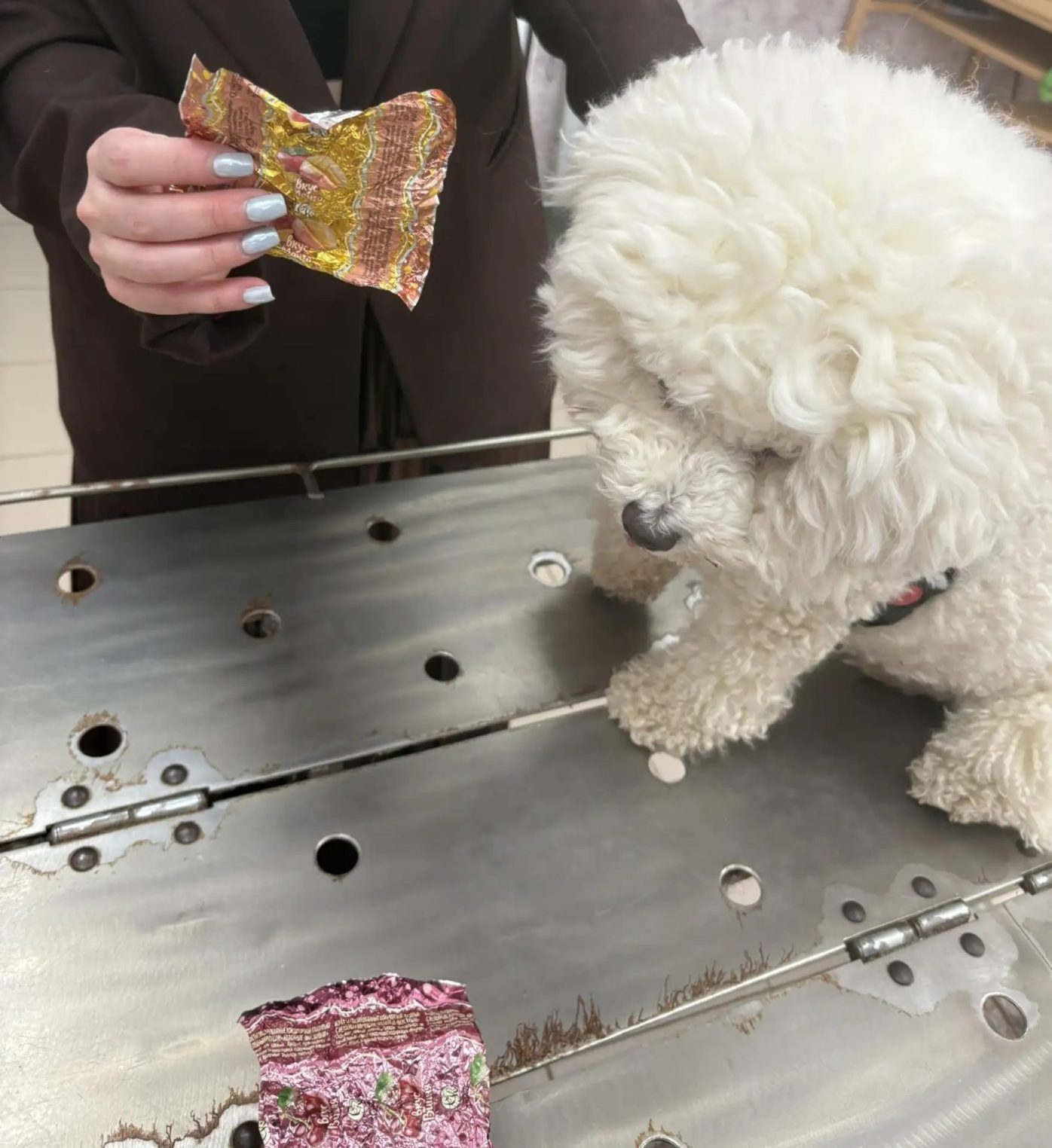 В Костромской области чуть не умерла собака, объевшаяся токсичным шоколадом