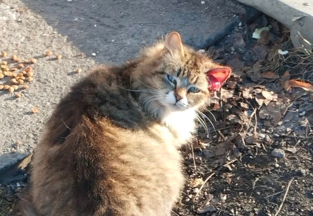 История о том, как костромской Котарине помогли выжить