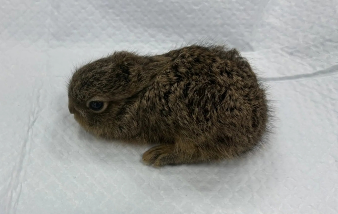 Костромич спас 100-граммового зайчонка от растерзания воронами