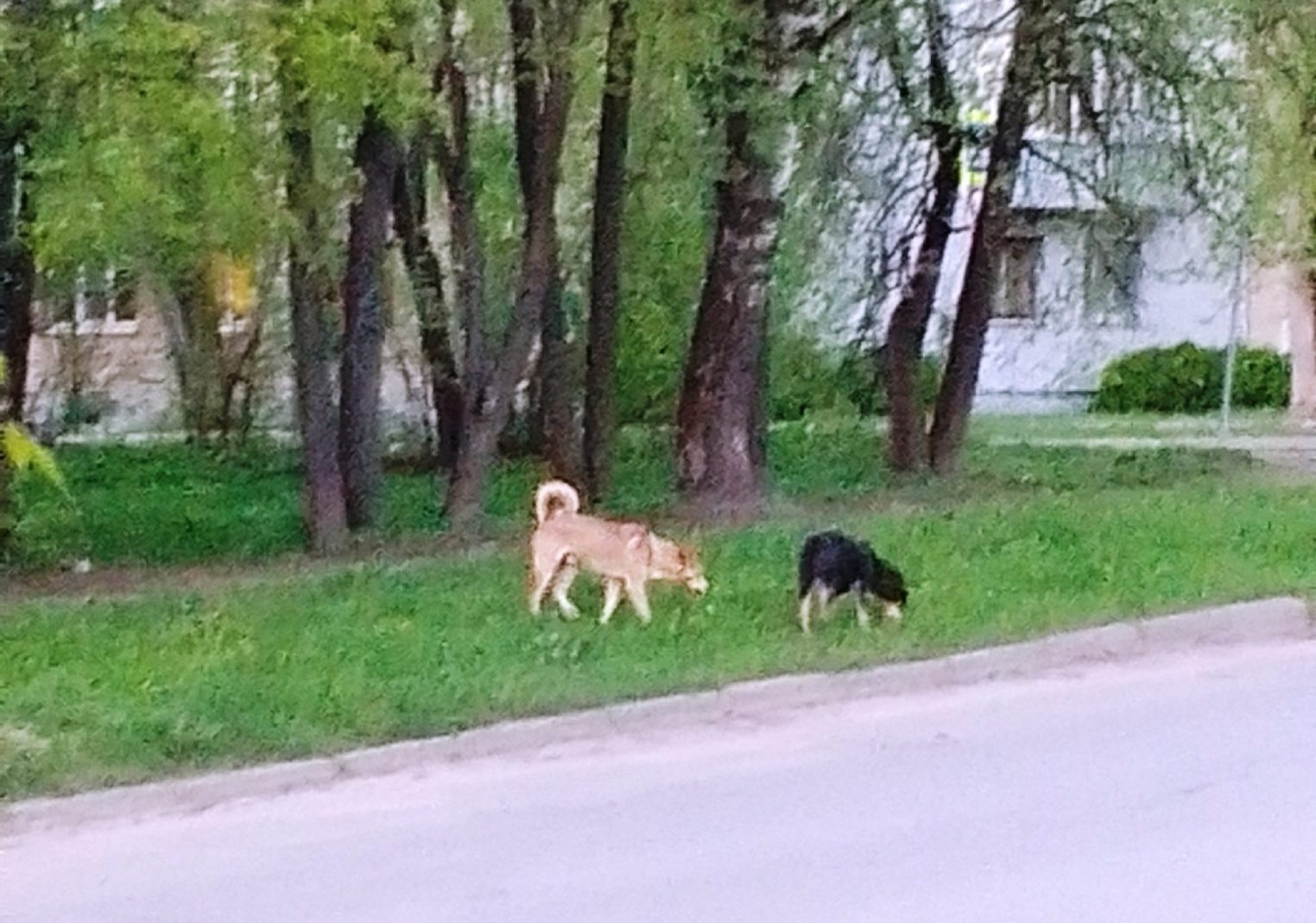 Костромичка со всей мочи заорала на собак — и это помогло