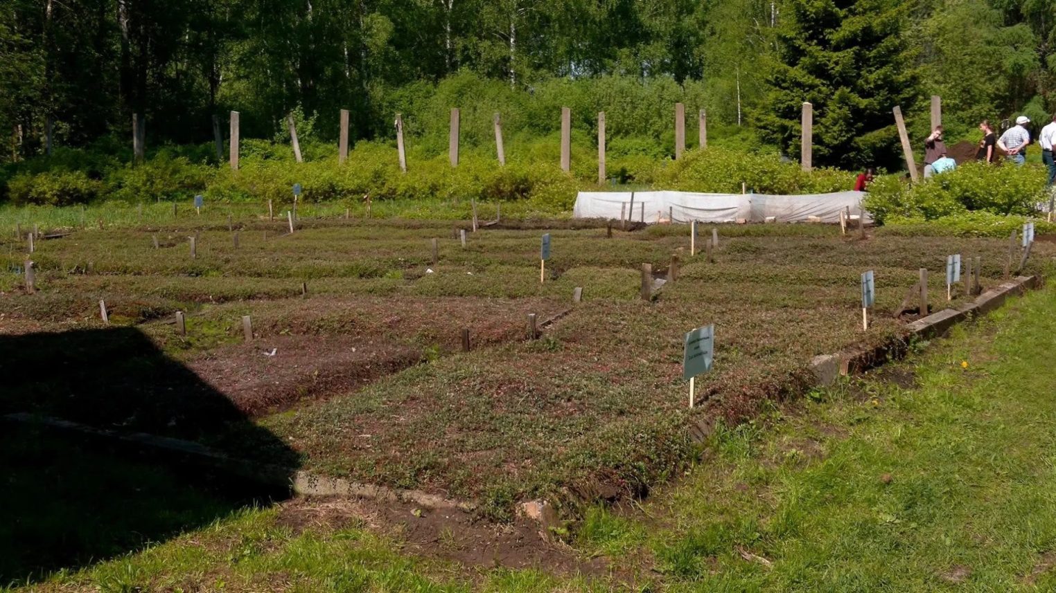 В Костроме ученые вывели ягоды будущего