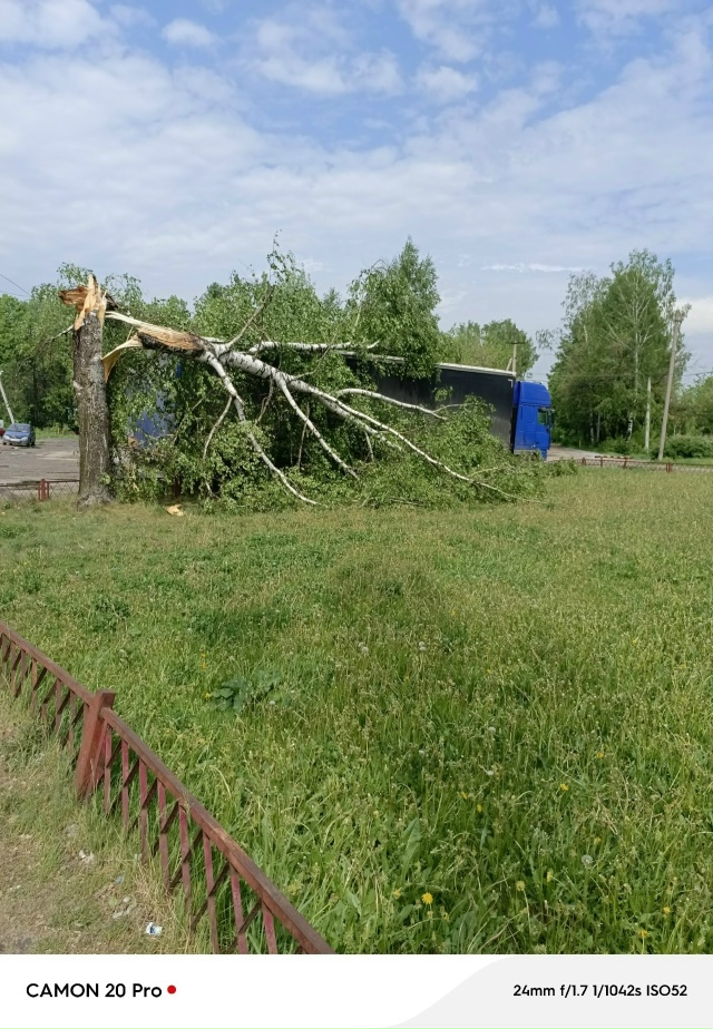 Под Костромой гроза повалила дерево прямо на фуру