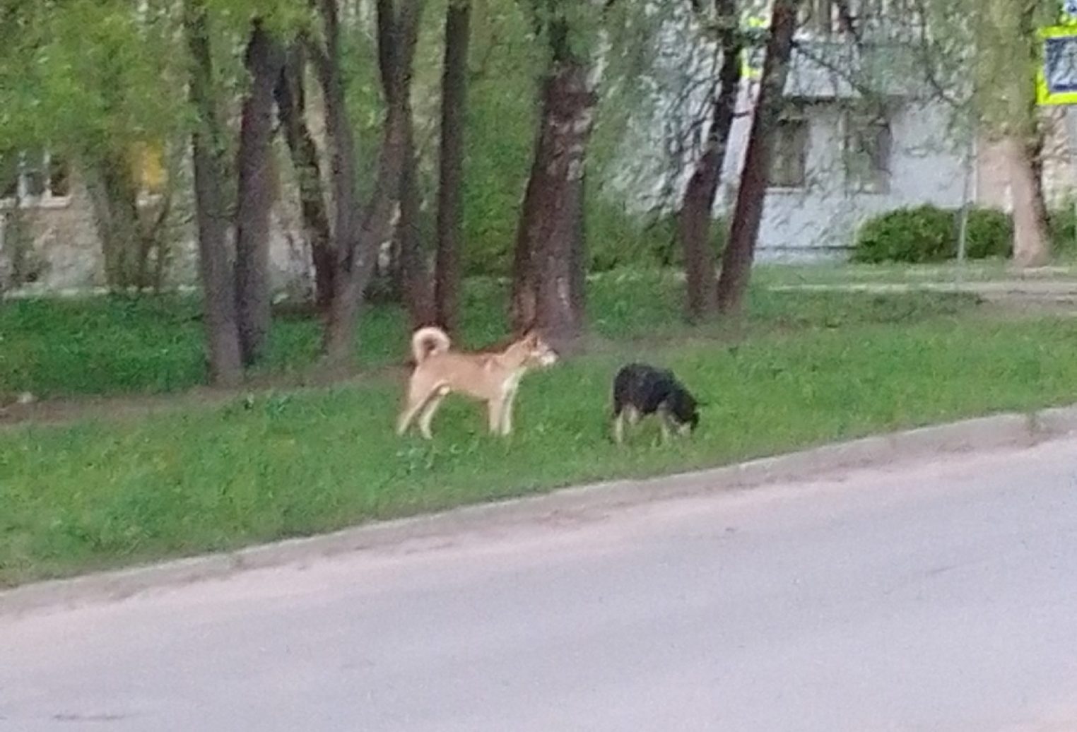 Костромичка со всей мочи заорала на собак и это помогло