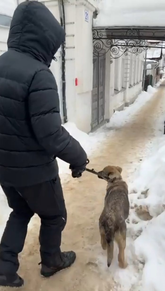 Душил щенка на поводке: в Костроме активизировался серийный живодер