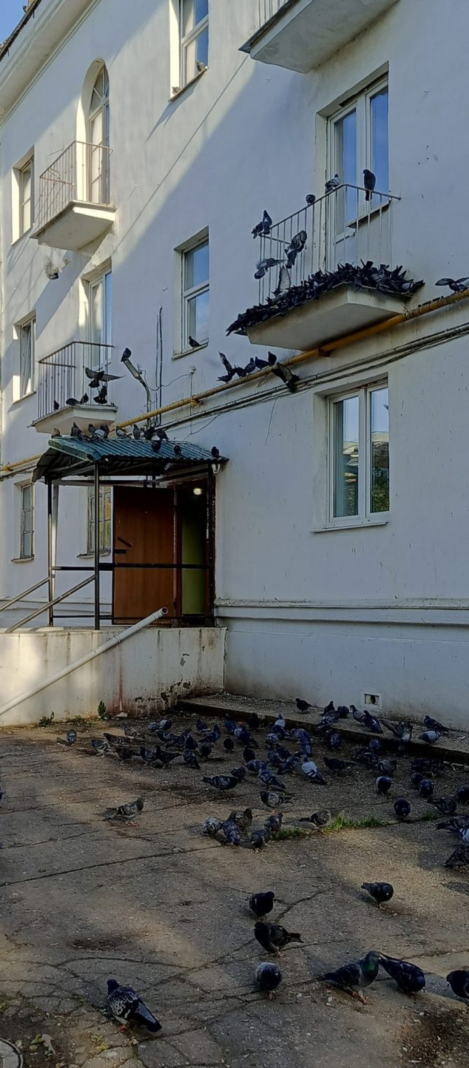 Голуби терроризируют двор многоквартирного дома в Костроме