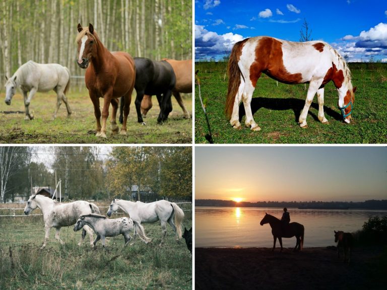Royal Horse: ваша сказка наяву – свадебная фотосессия на лошадях
