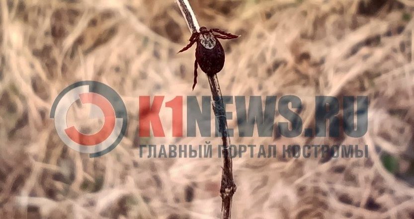 Кусачие агрессоры продолжают пить кровь костромичей