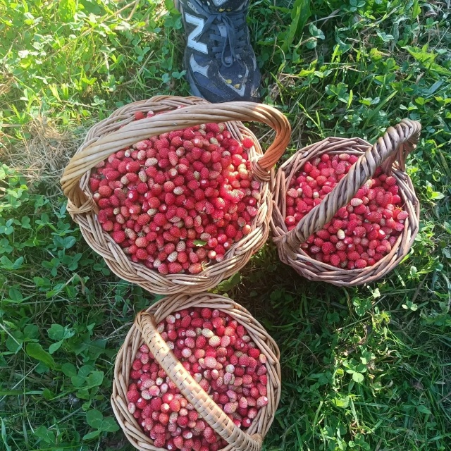 Сезон тихой охоты в костромских лесах официально открыт