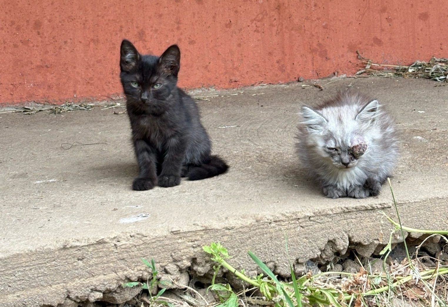 Костромские волонтеры спасают двухмесячного котенка с тяжелой травмой глаза