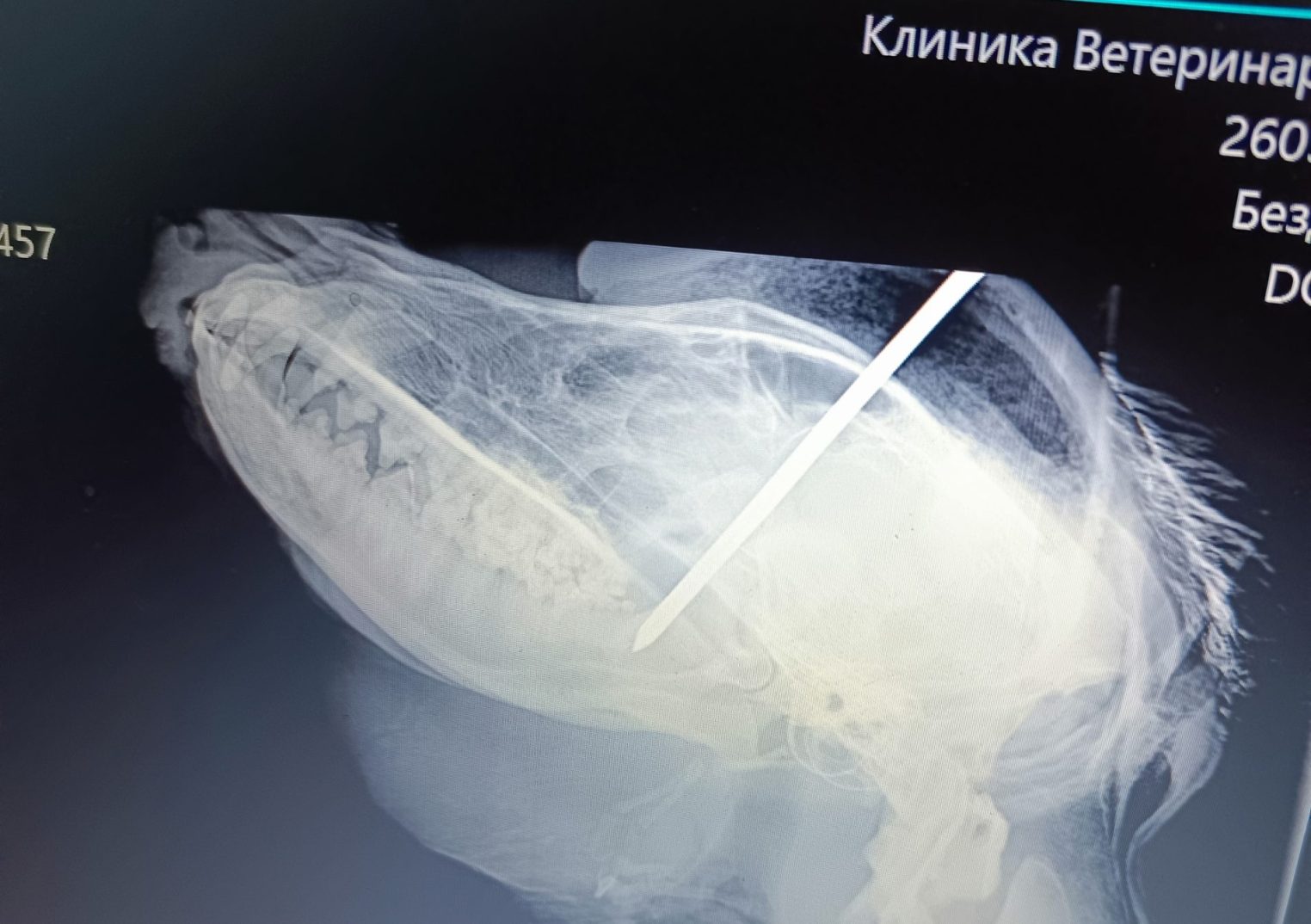 Гвоздика ожила: как чувствует себя собака, в голову которой забили огромный гвоздь в Костроме