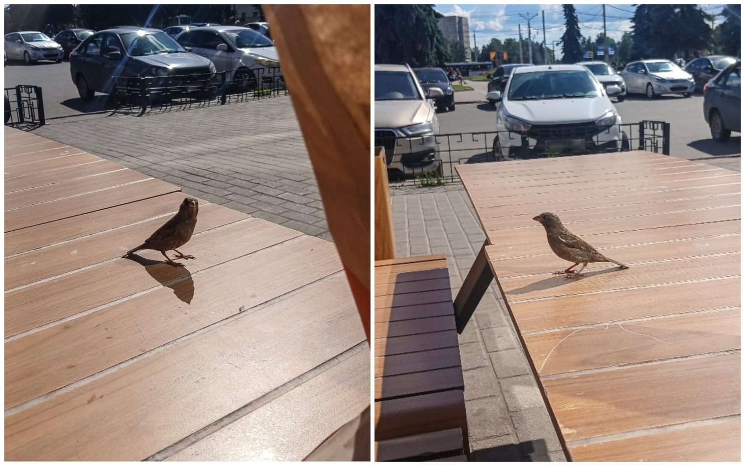 Голодные костромские воробьи устроили драку за кусочек бургера