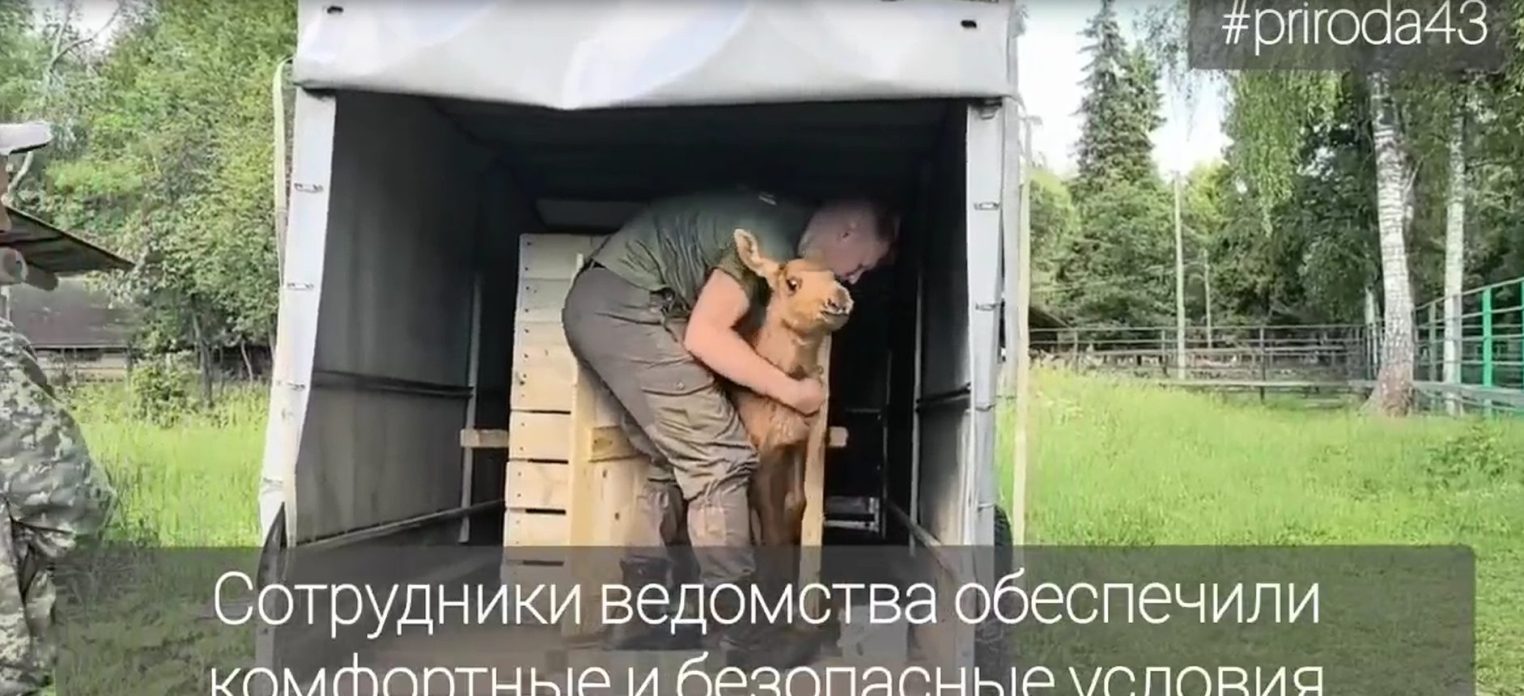 Лосёнок из Кировской области будет жить на лосеферме под Костромой