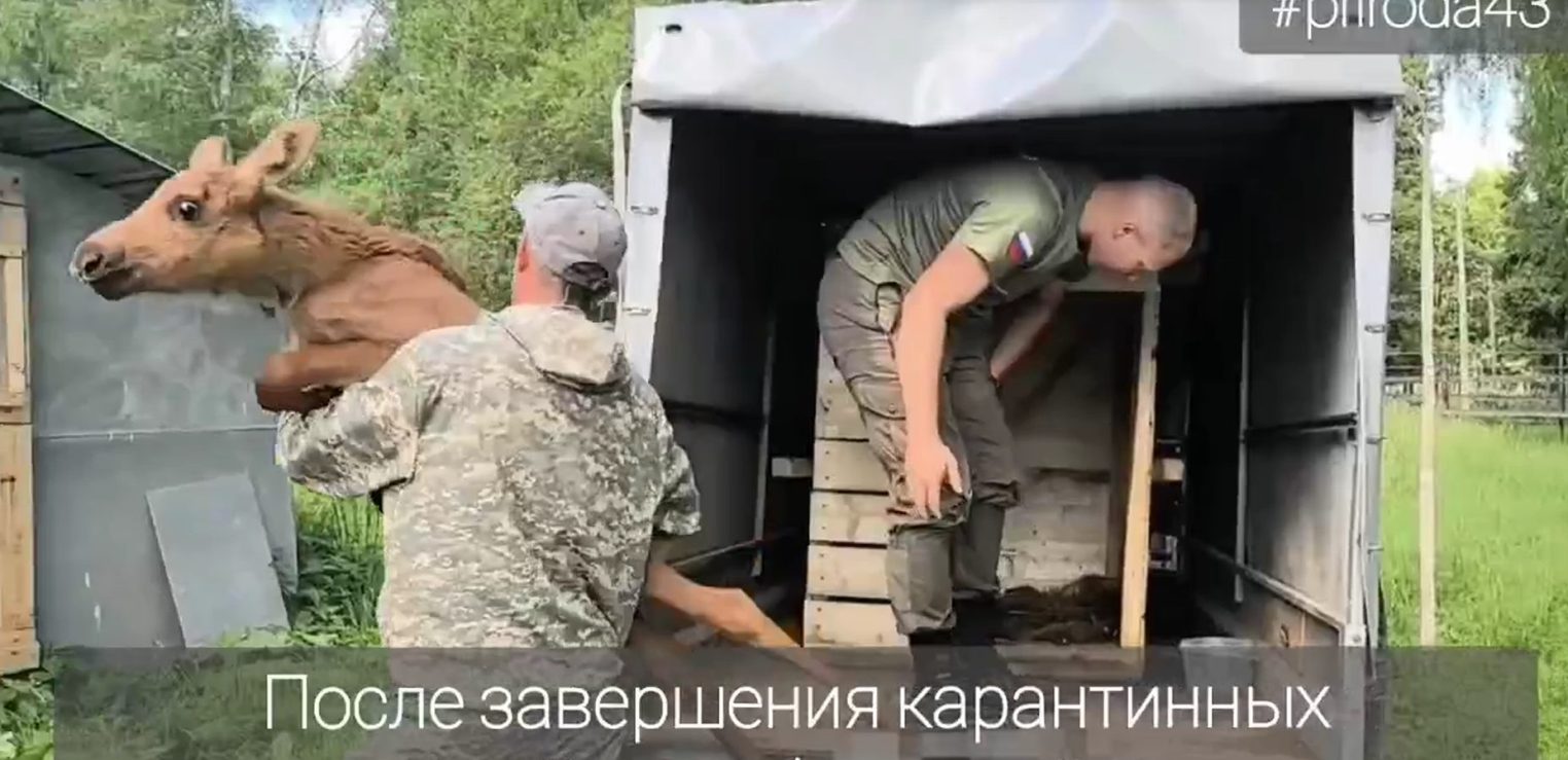 Лосёнок из Кировской области будет жить на лосеферме под Костромой