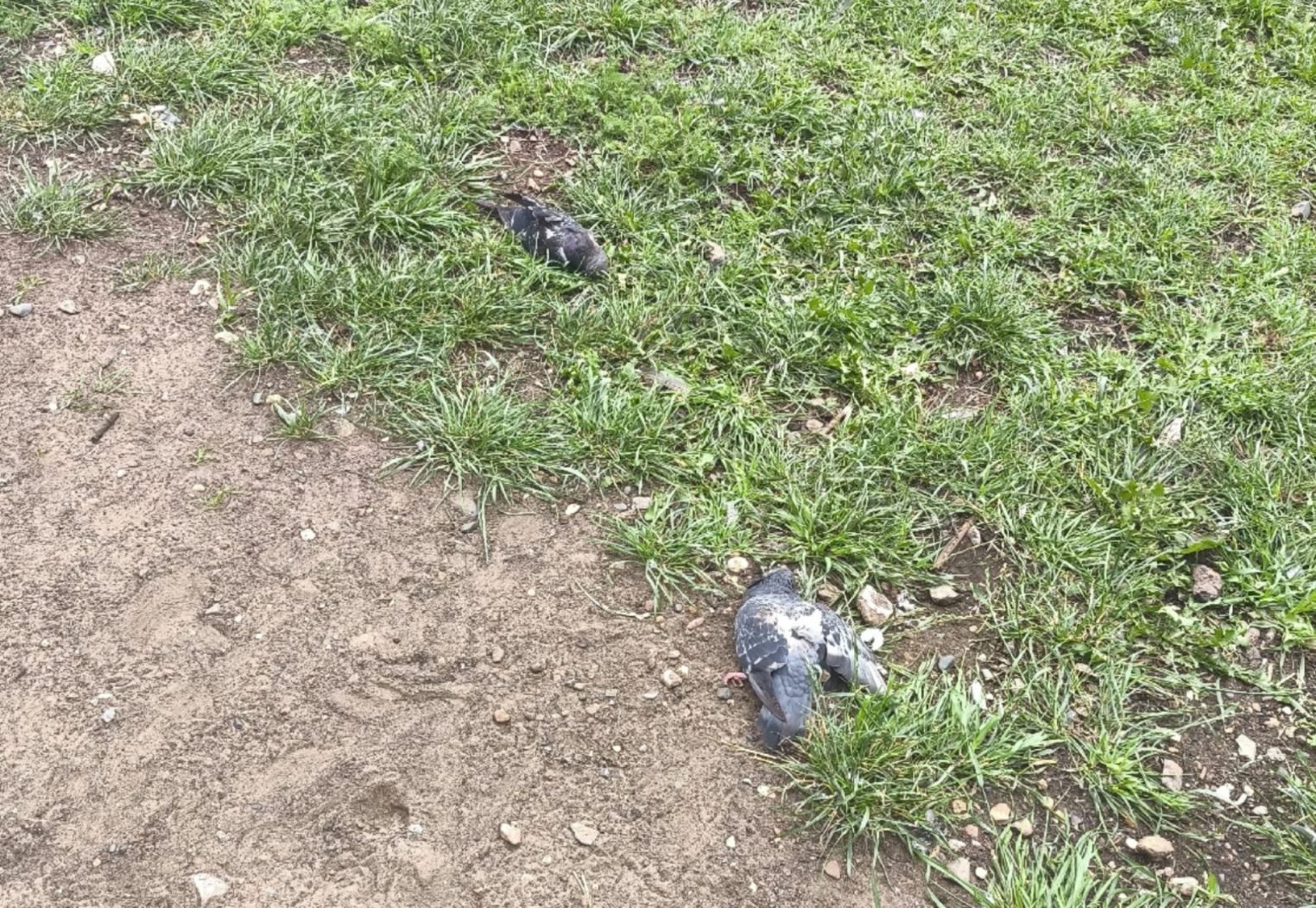 В Костроме выясняют причины загадочной одновременной массовой гибели голубей
