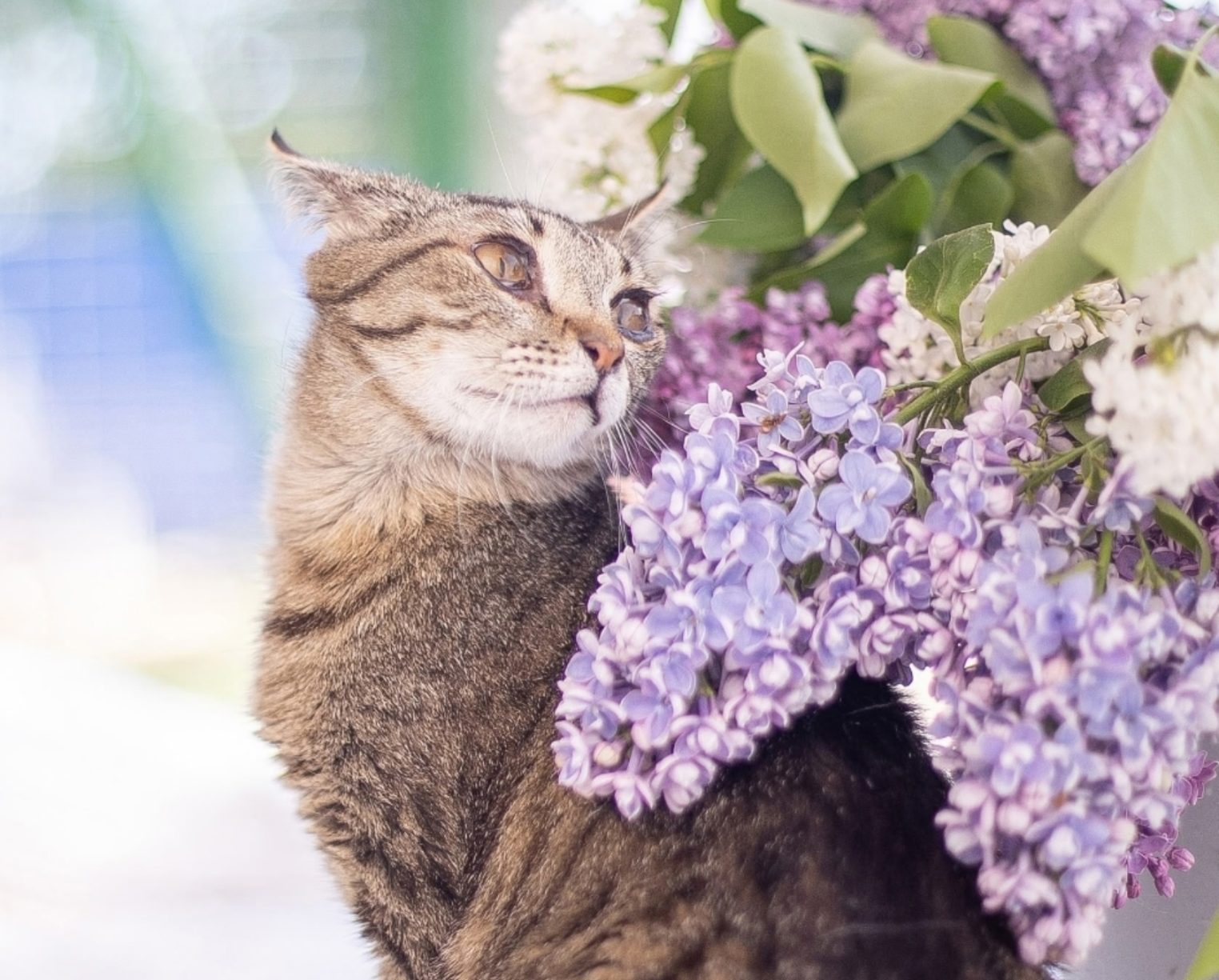Костромской котик Тирекс уже четыре года мечтает о семье