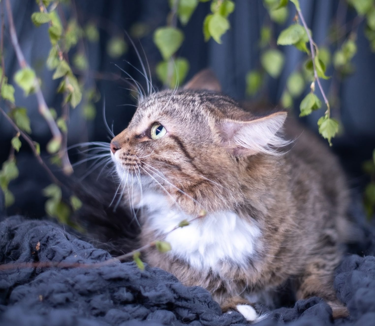 «Нет кота — нет проблемы»: в Костроме ищут дом для Джонни, которого предали бывшие хозяева