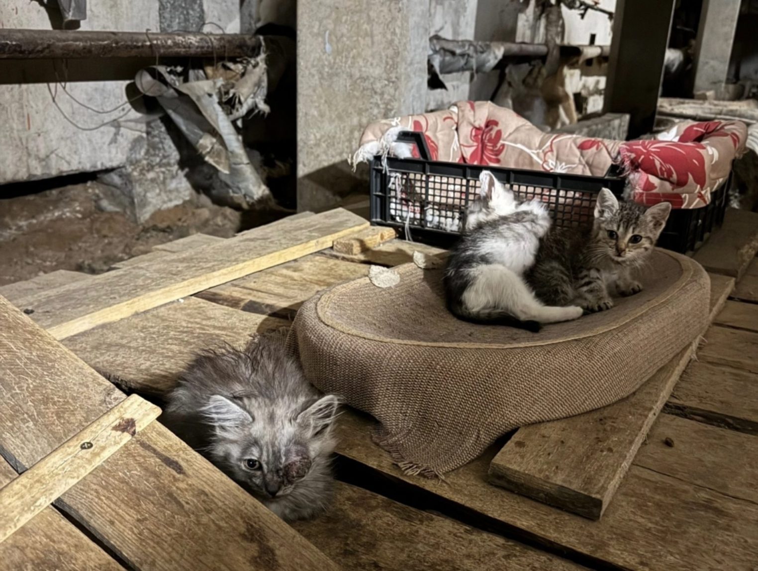 Крошечный котенок с редким окрасом борется за жизнь в костромской приюте