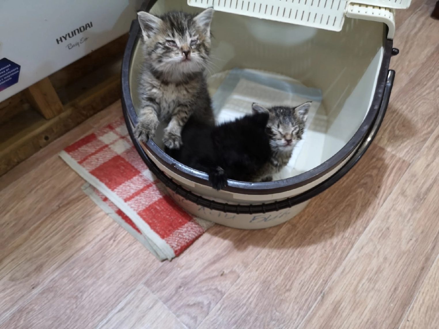 Костромской котик Тирекс уже четыре года мечтает о семье