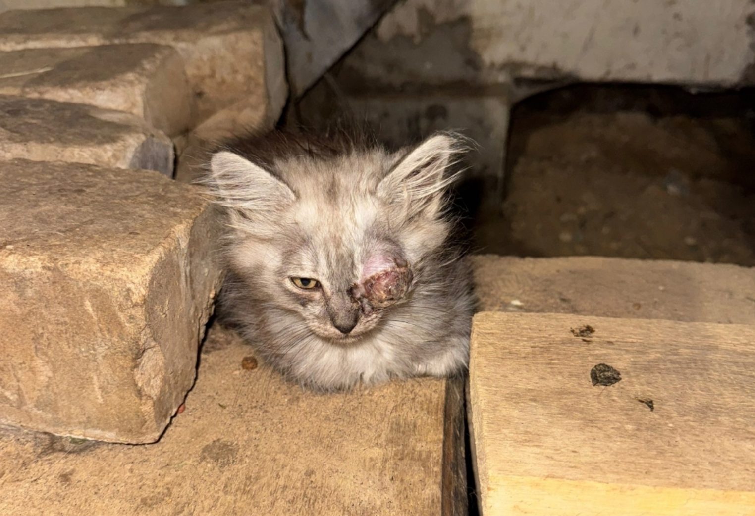 Крошечный котенок с редким окрасом борется за жизнь в костромской приюте