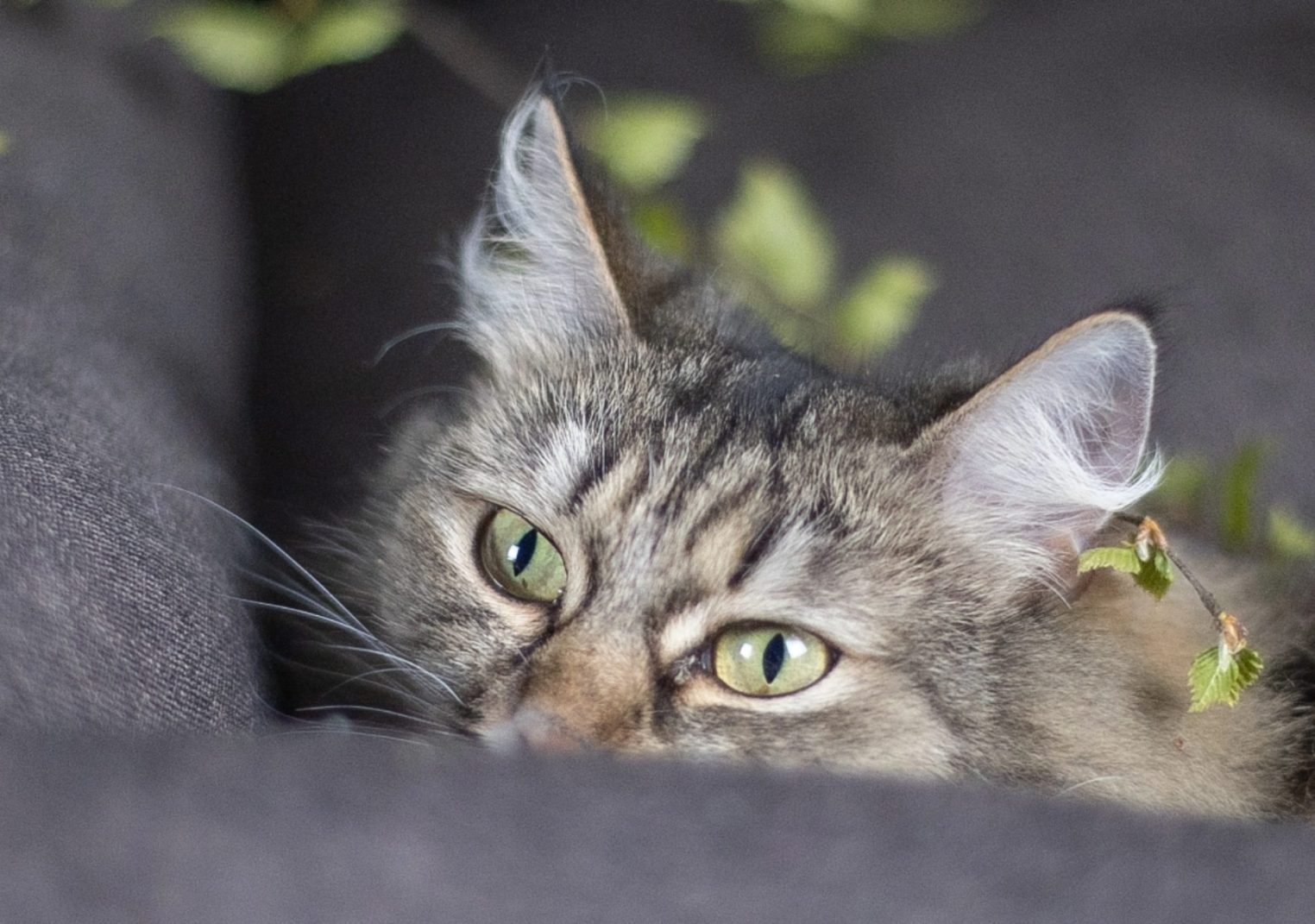Спасенная с улиц Костромы особенная кошечка ищет любящего хозяина