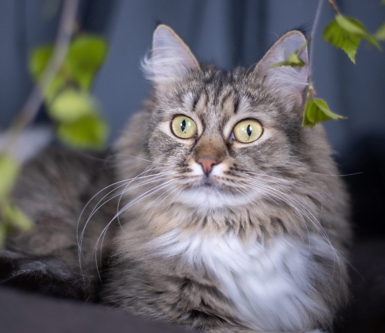 Спасенная с улиц Костромы особенная кошечка ищет любящего хозяина