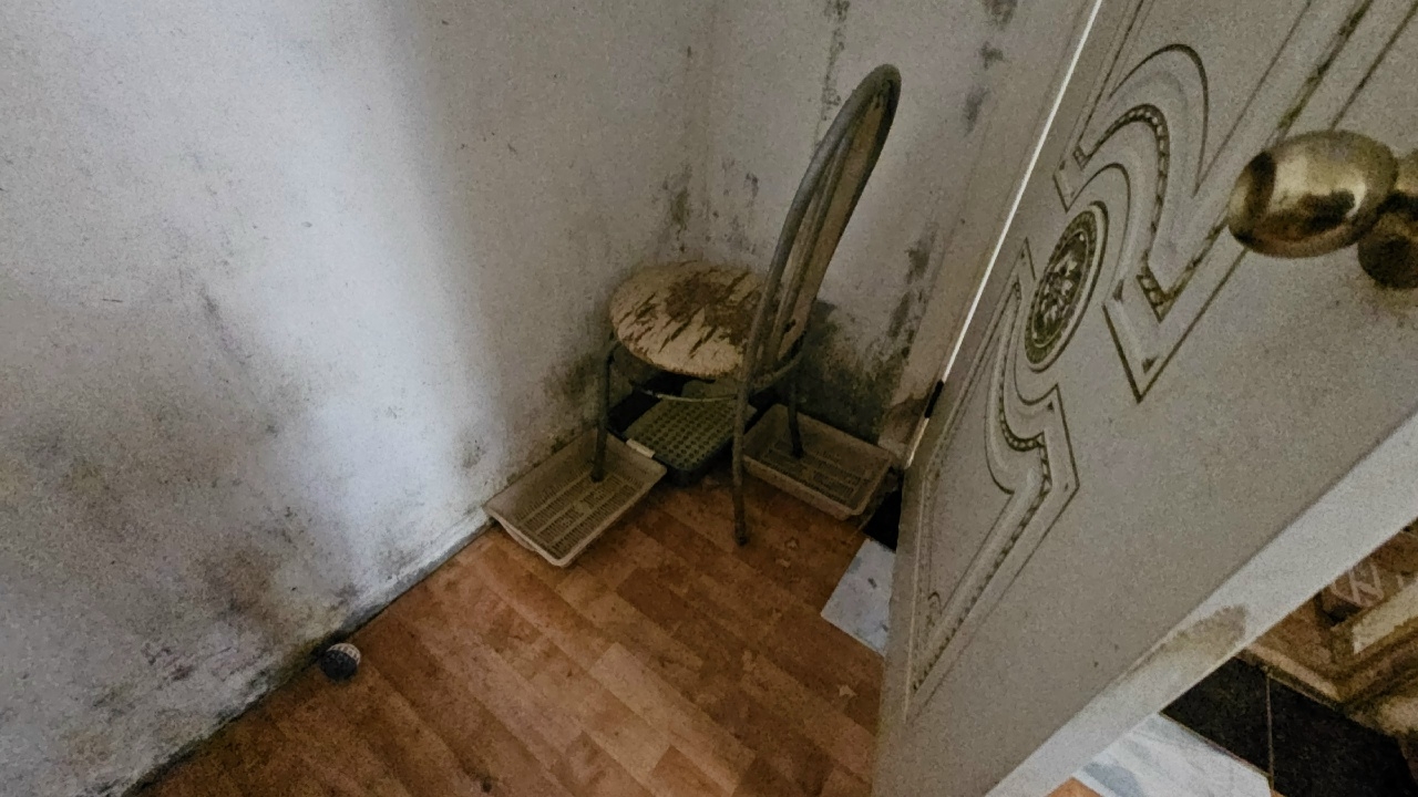 В Костроме из кошачьего концлагеря спасли 59 больных кошек